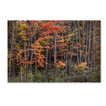 Jason Shaffer 'Autumn Tree Line' Canvas Art,22x32